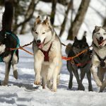 chiens de traîneau Auvergne