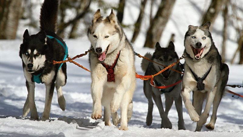 Vivez une sortie avec des chiens de traîneau en Auvergne