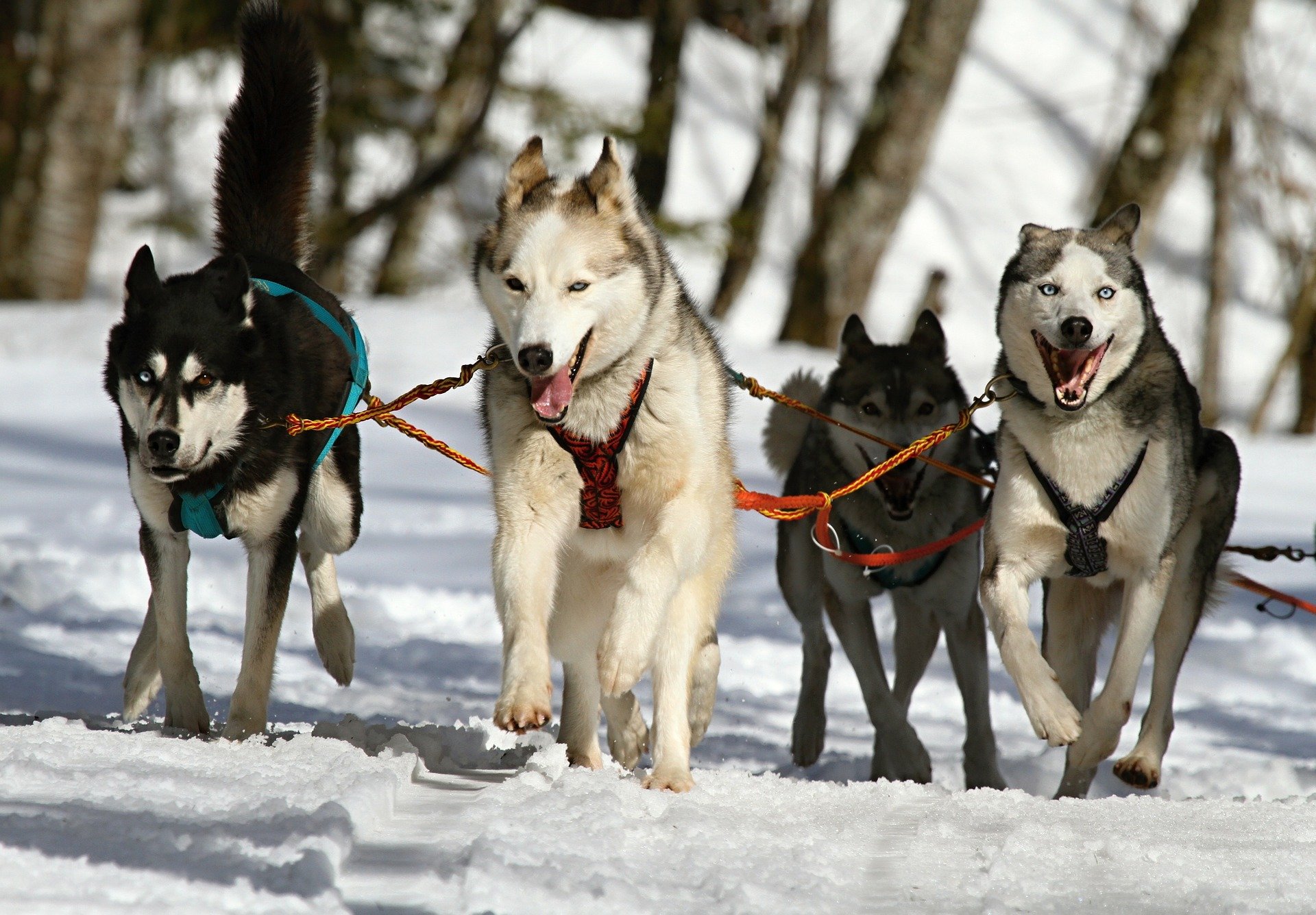 Vivez une sortie avec des chiens de traîneau en Auvergne